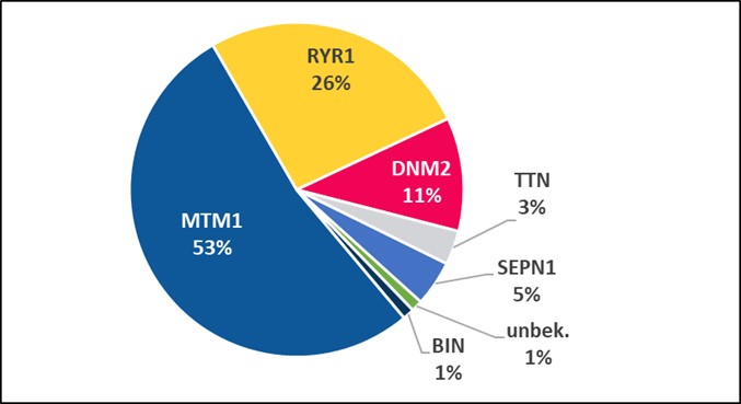 Auf diesem Bild ist grafisch dargestellt wieviele Betroffene Personen der Verein 2022 vertreten hat. Dies ist aufgeschlüsselt nach dem jeweiligen Gen das betroffen ist. Mitglieder mit einem Gen Defekt auf dem Gen MTM1 waren es 53%. Mit einem Defekt auf dem Gen RYR1 waren es 26%. Mit einem Defekt auf dem Gen DNM2 waren es 11%.
Mit einem Defekt auf dem Gen SEPN1 waren es 5%.
Mit einem Defekt auf dem Gen TTN waren es 3%.
Mit einem Defekt auf dem Gen BIN waren es 1%.
Mit einem unbekannten Defekt waren es 1%.