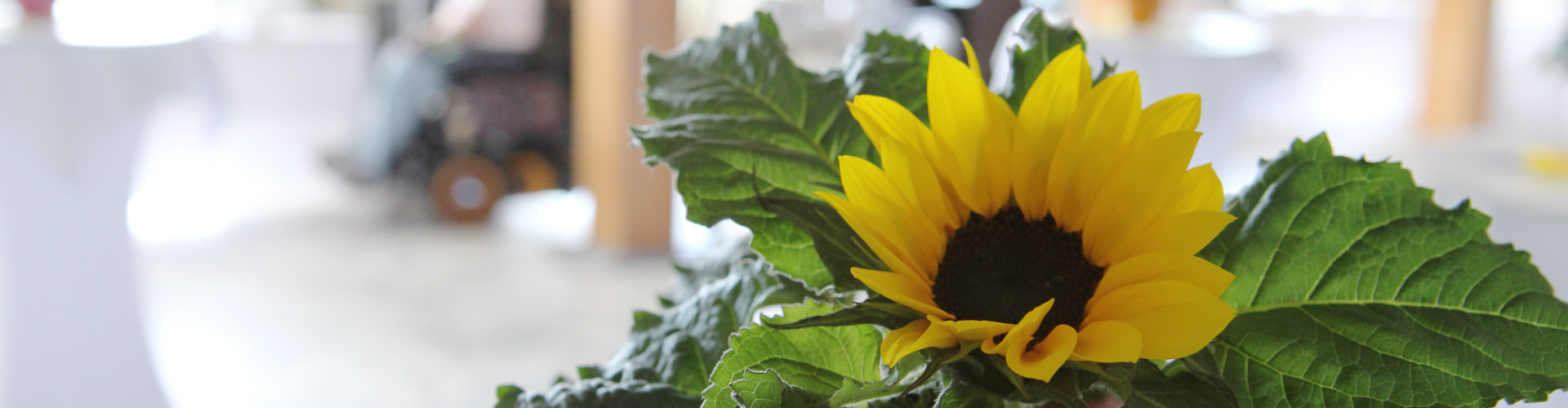 Die Sonnenblumen begleiten uns als starkes Zeichen für unsere Selbsthilfe-Organisation